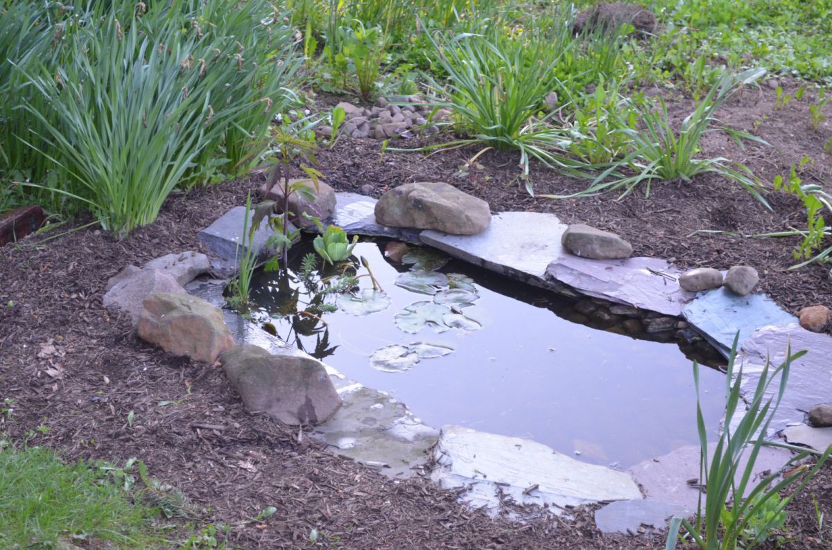 Small Pond