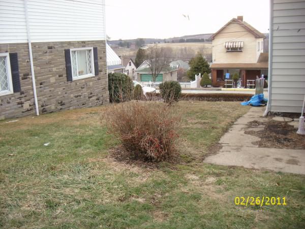 smallest pond will be to the left side of the pic will be removing that bush also.