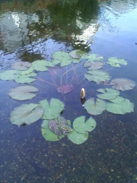 Some friends bought us a lily as a pond-warming gift. The frogs seem to like it.