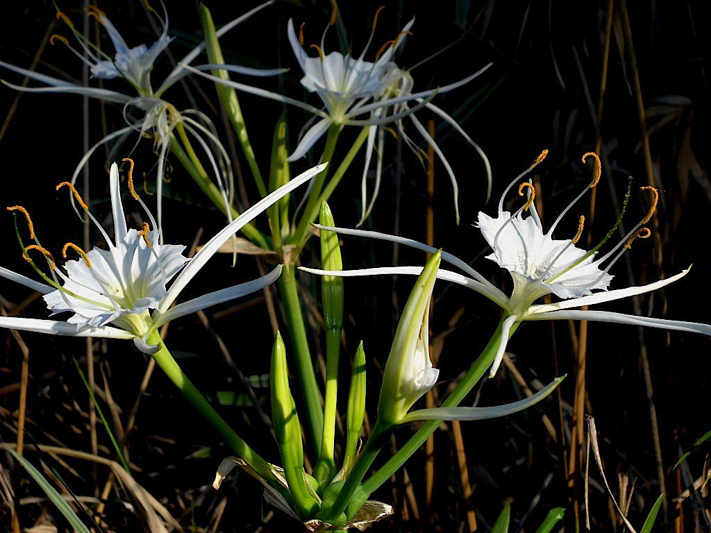 Spider lily