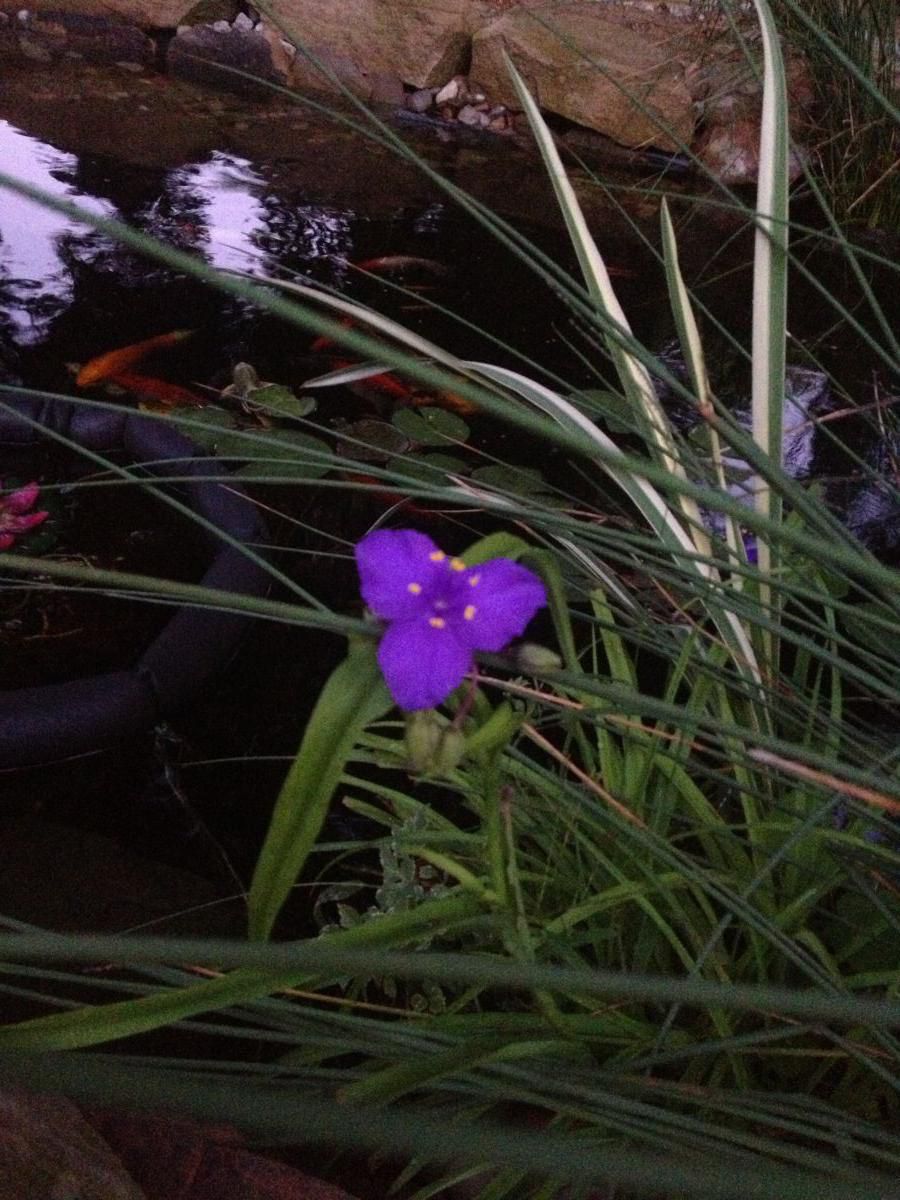 Spiderwort is blooming again..