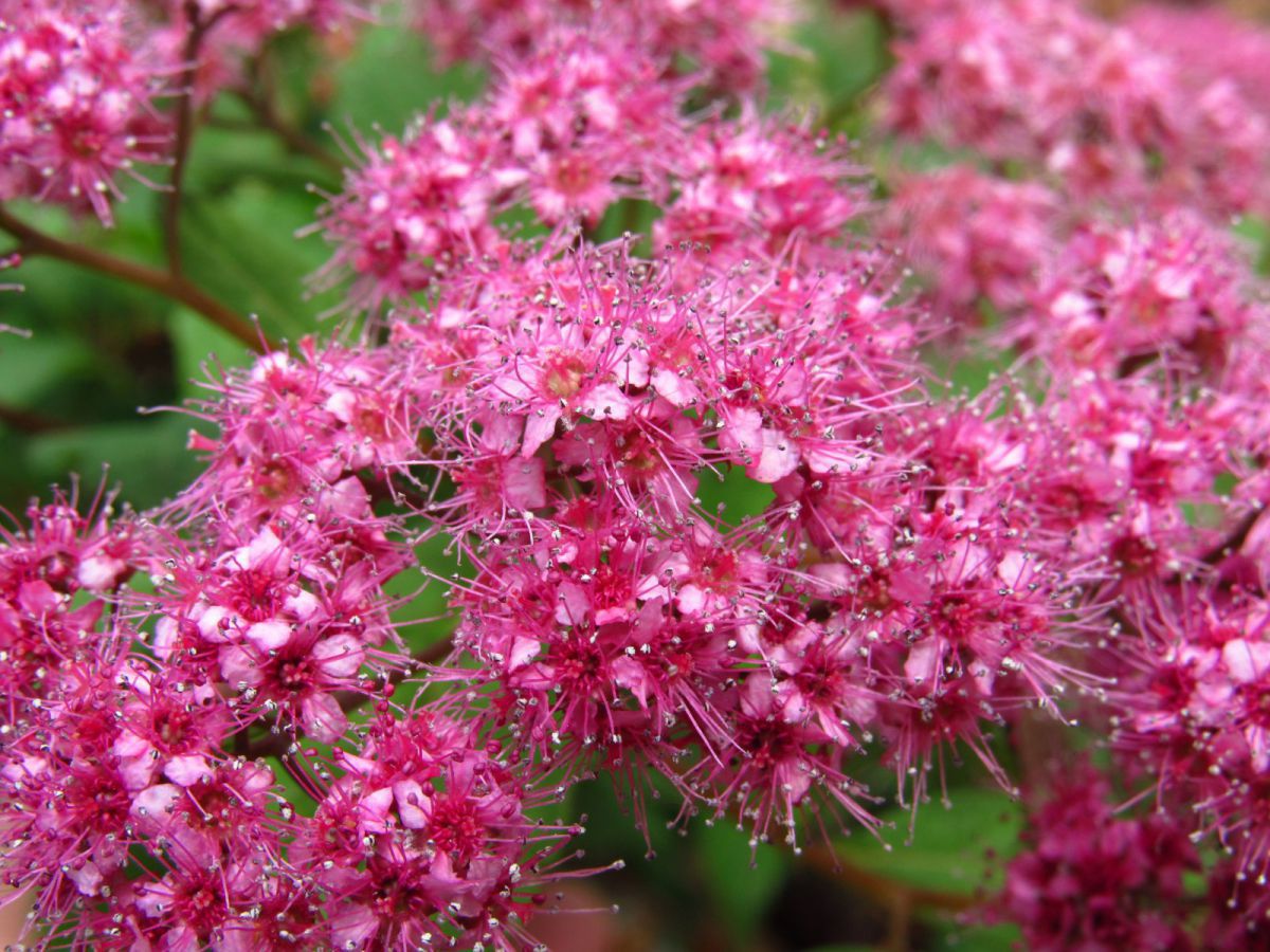 Spirea