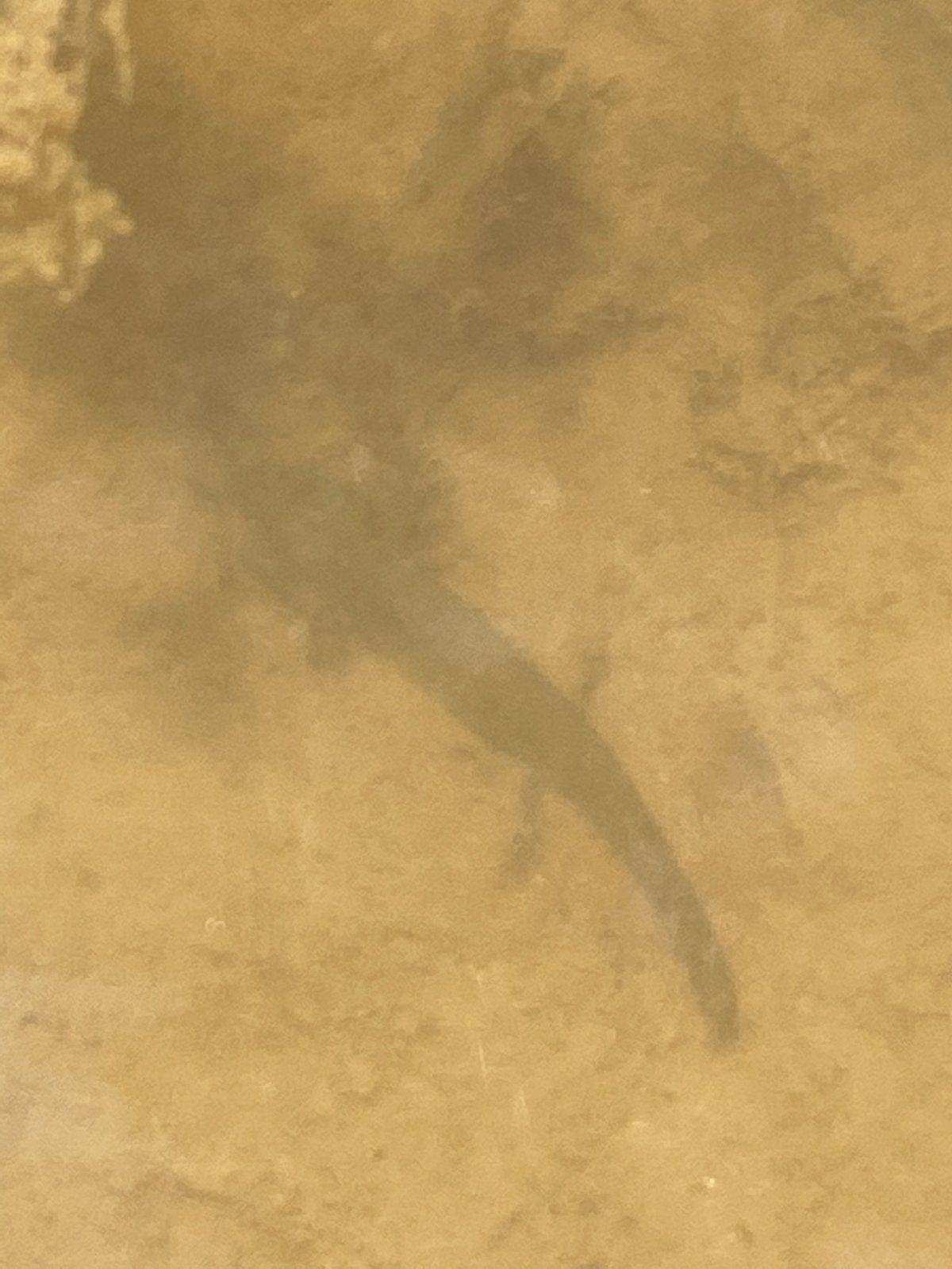 Spotted Salamander Larvae