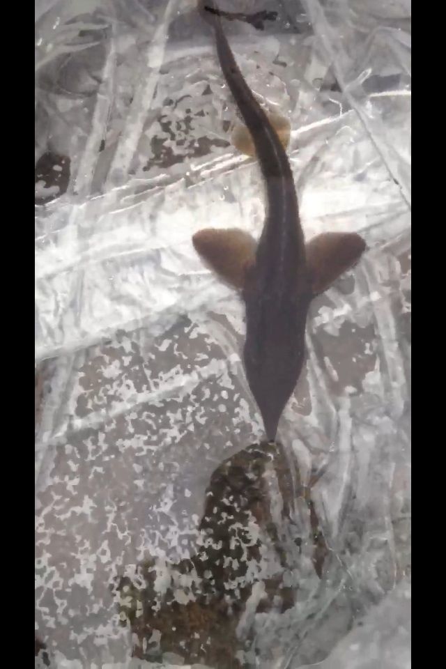 Sturgeon !