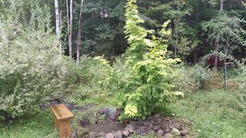 Summer View of Pond 2015