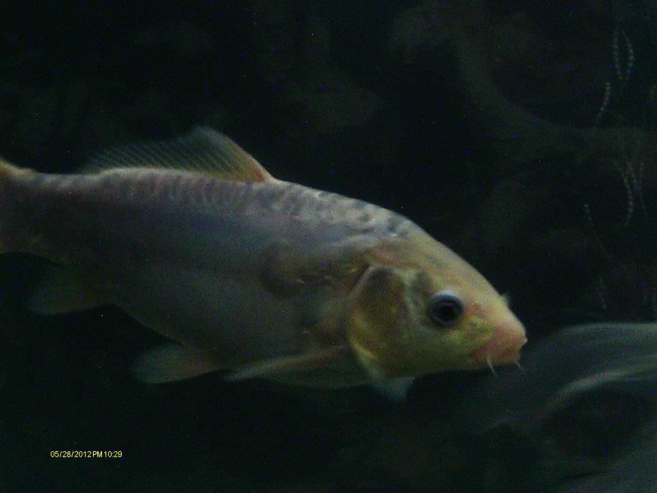 the better pic of my koi