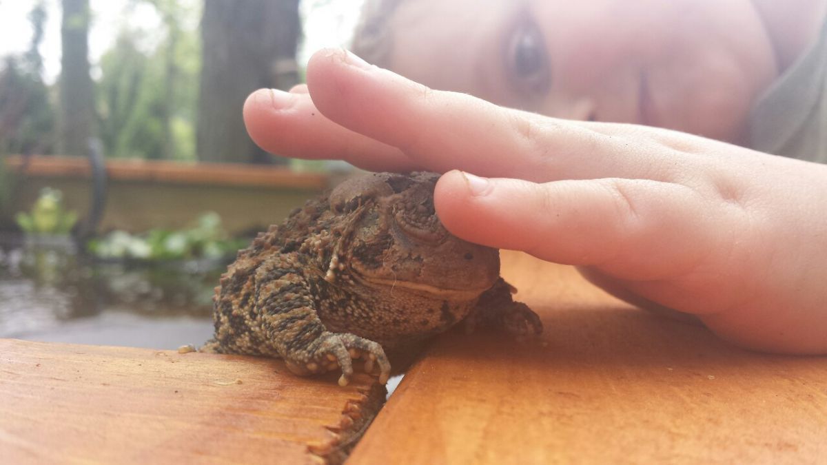 The Blessing of the Toad Garden Pond Forums