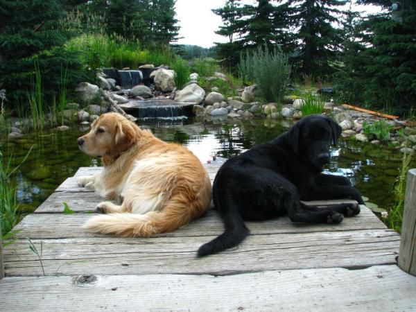 The Boys and the Pond
Hanging on the dock by the pond