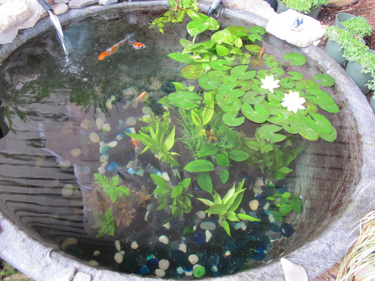 The Fish Pond... er... Puddle 8.6.11