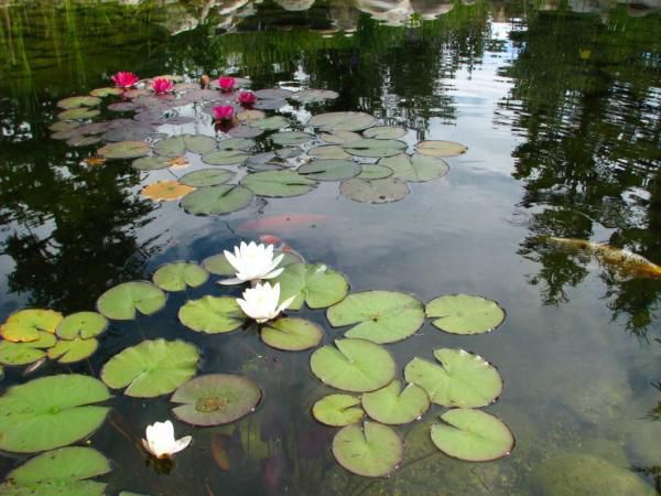 The lilies in action 2 days before the storm...