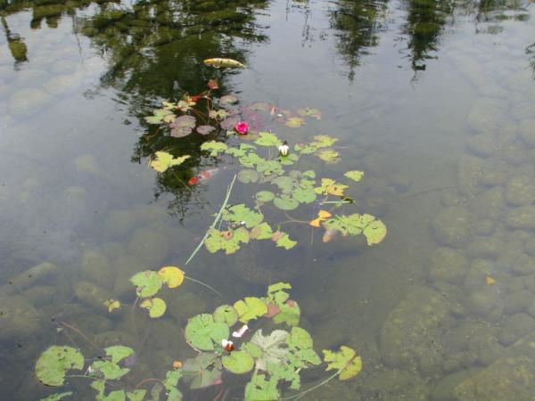 The most vicious hail storm/plow wind we'd ever seen took ALL vegetation down to pulp and broke windows and took off siding and roofs and killed horses...
So i couldn't be that upset about my poor waterlilies.
