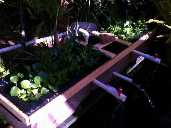 The natural planterbox extra biological plant clarifier... Filled with water hyacinth, some parrot feather, and not yet seen yellow water lily and blue louisiana iris (in bulb form underwater) 7.2011