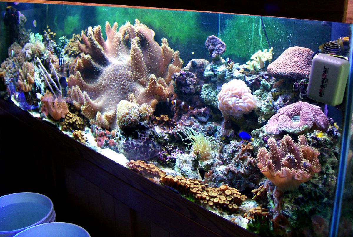 The reef that started it all