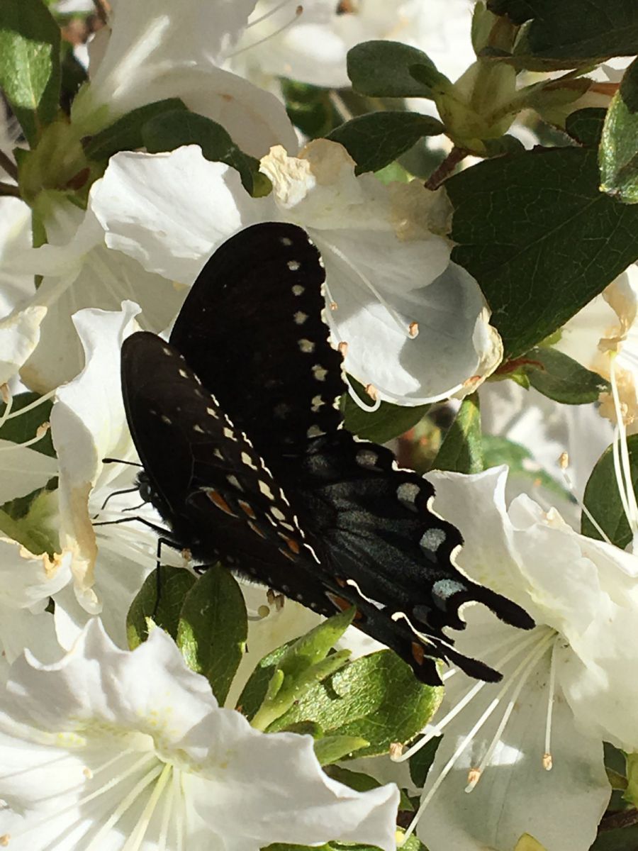 Tiger Swallowtail Butterfly