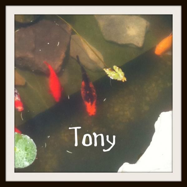 Tony