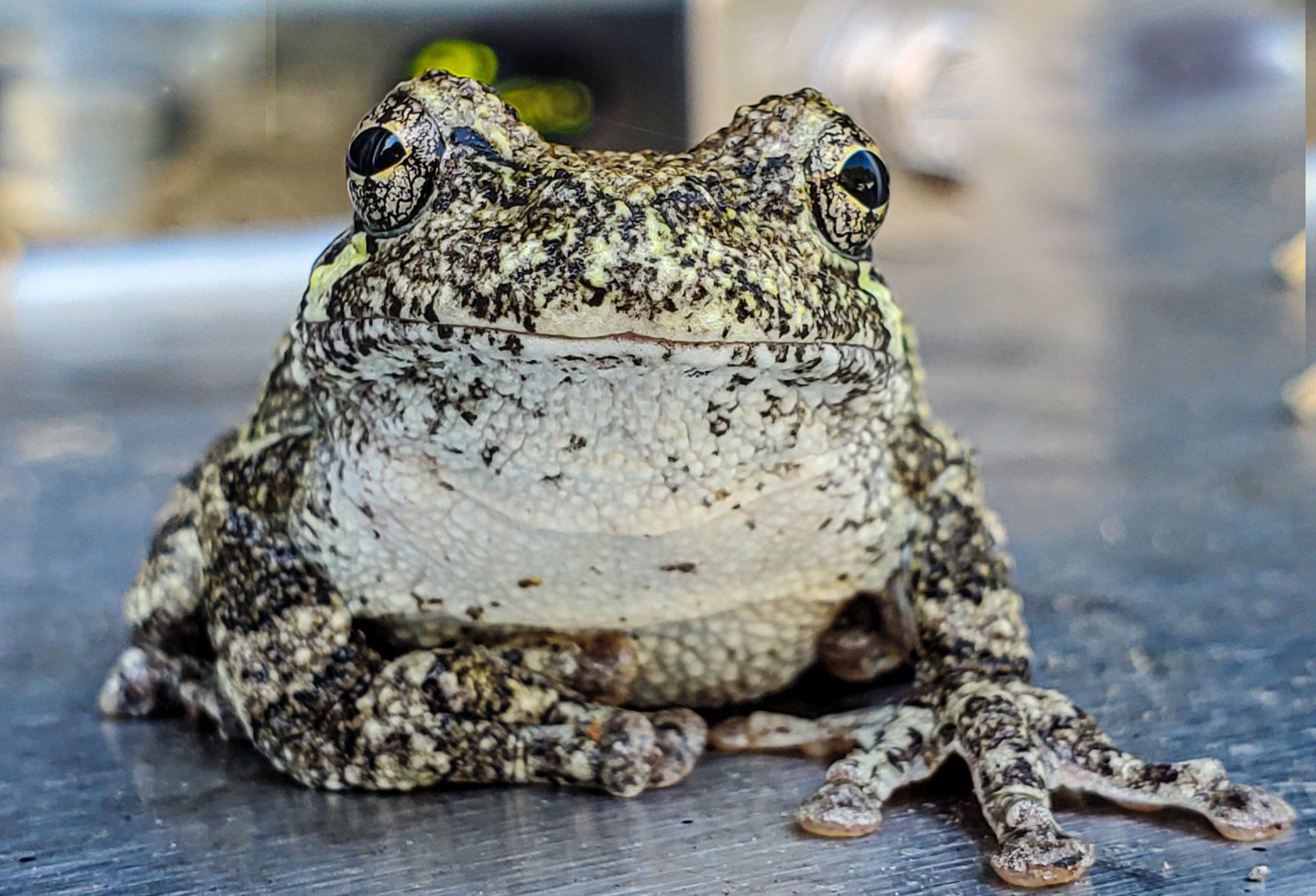 tree frog (1 of 1).jpg