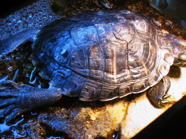 turtle on of 8
