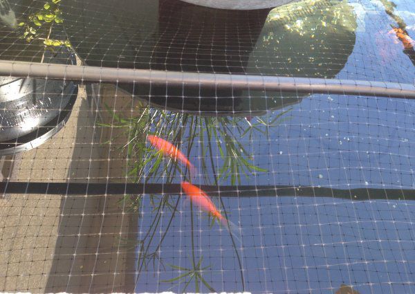 Two Common Goldfish