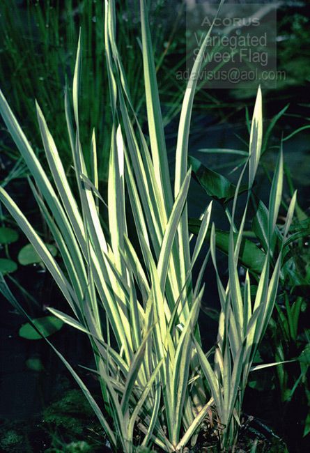 Variegated sweet flag