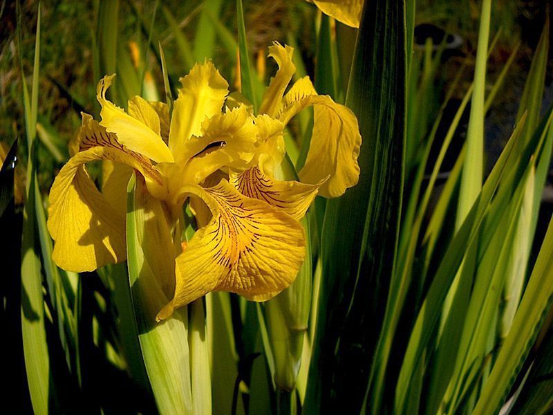 Variegated yellow flag