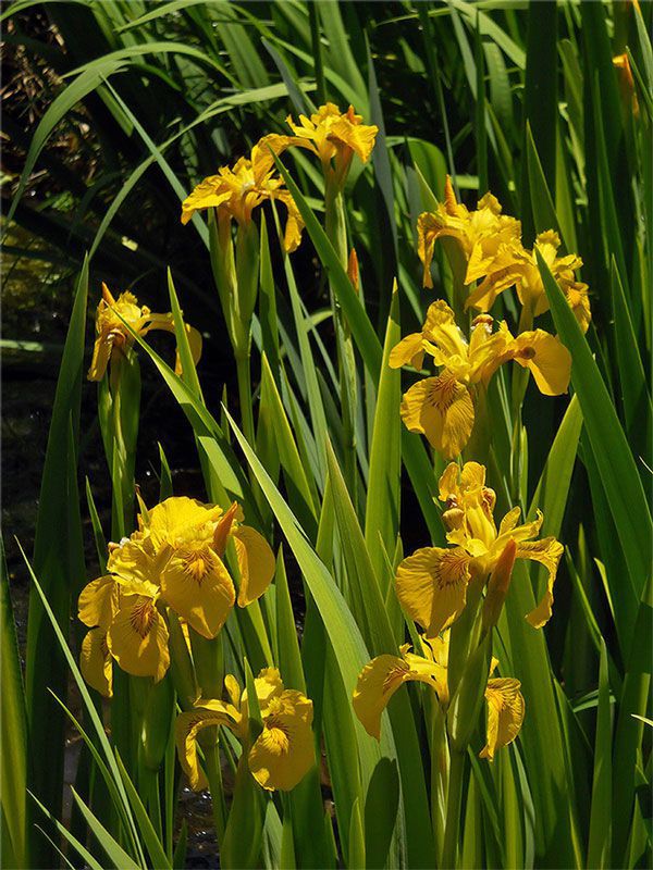 Variegated Yellow Flag