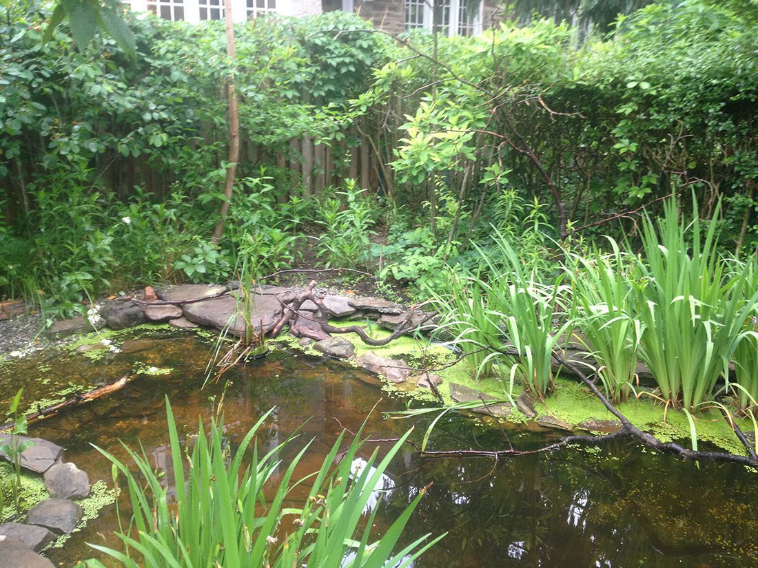 vew of wildlife pond and planted area