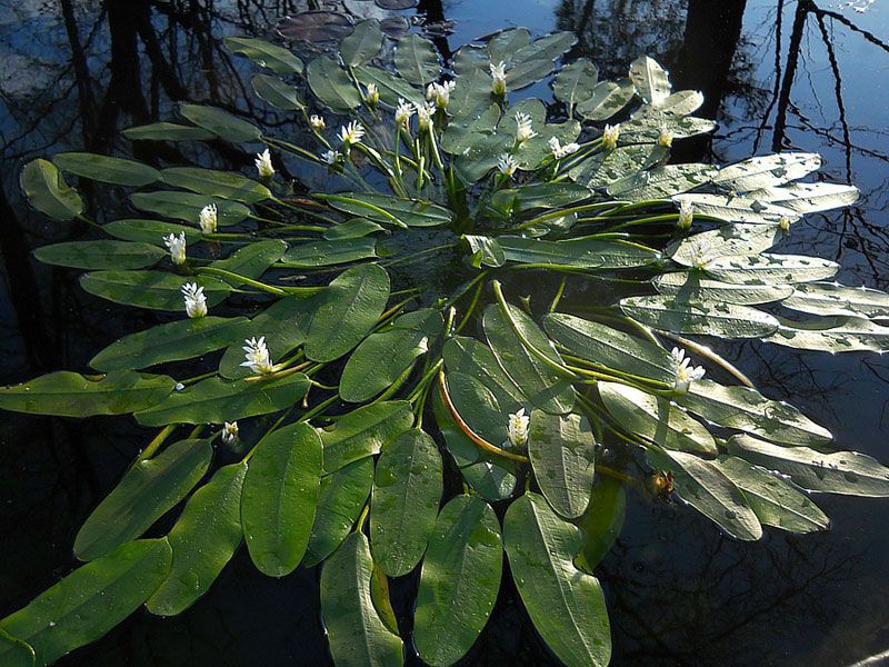 Water hawthorn