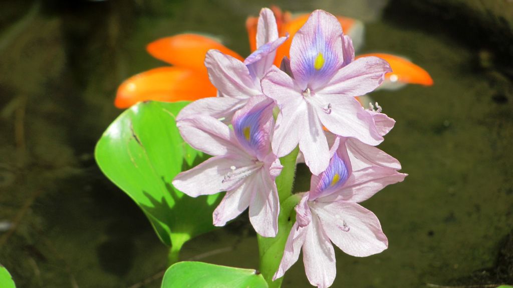 Water hyacinth bloomed this morning
