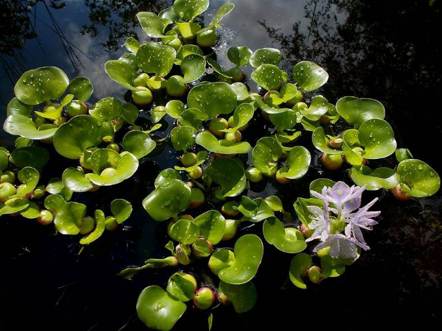 Water Hyacinth in April
