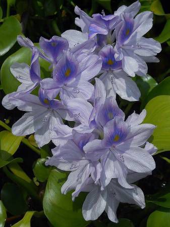 Water hyacinth