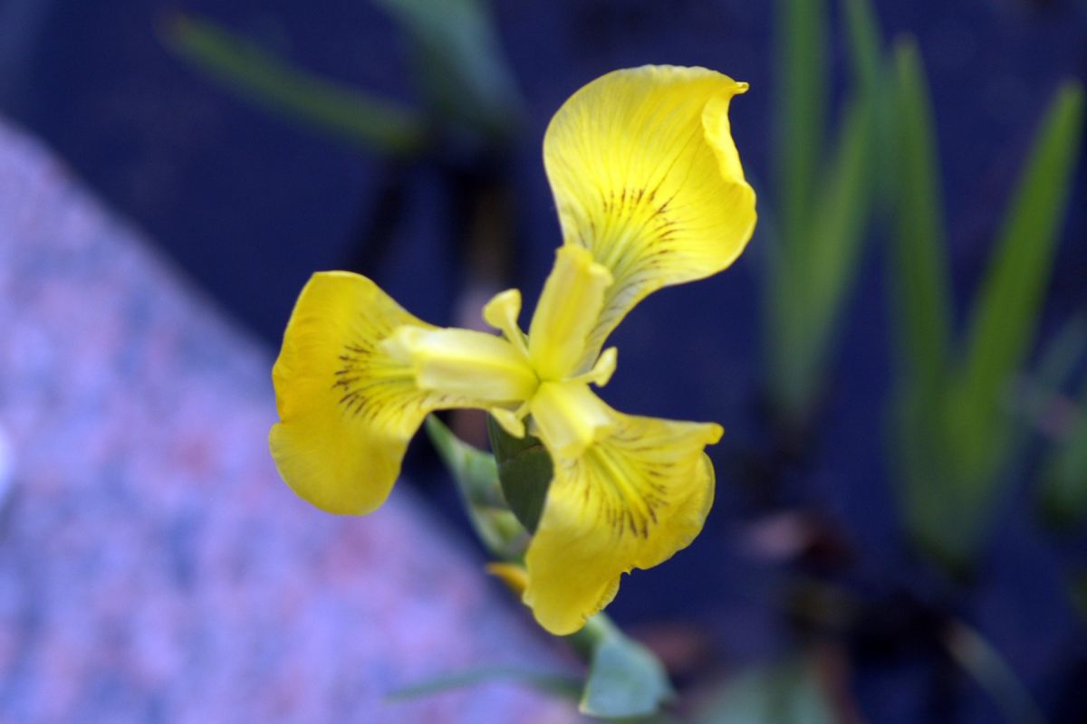 Water Iris flower