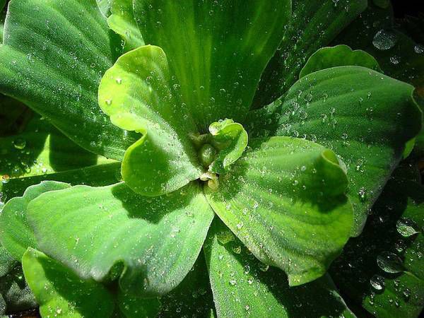 Water lettuce