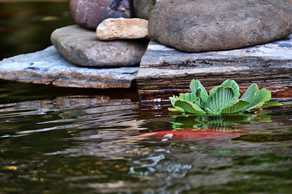 Water lettuce