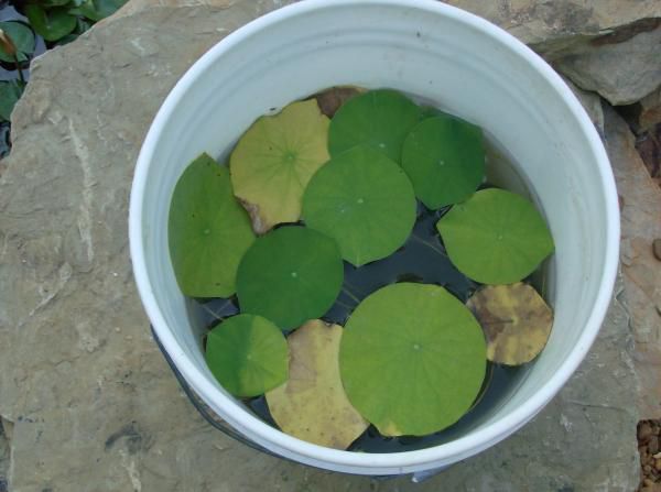 Water lotus from seed, 8 weeks growth in 5 gallon bucket