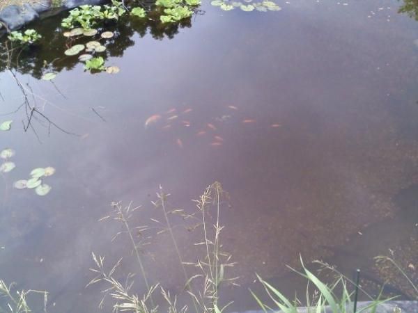 We added a couple of gold fish to start, then a couple of small koi, and then a bunch more goldfish. I don't want to invest too much yet in case they don't make it through the winter.
