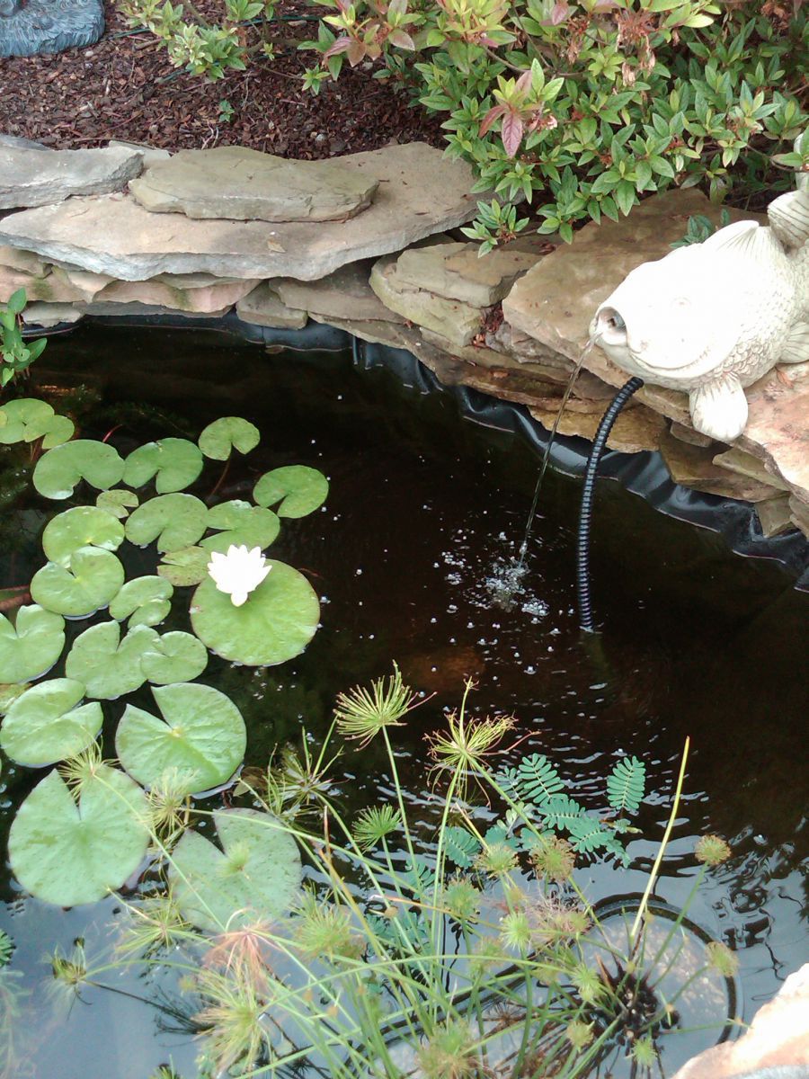 white water lily, water sensitive plant and dwarf papyrus