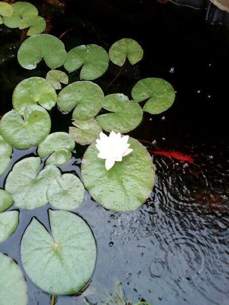 White Water Lily