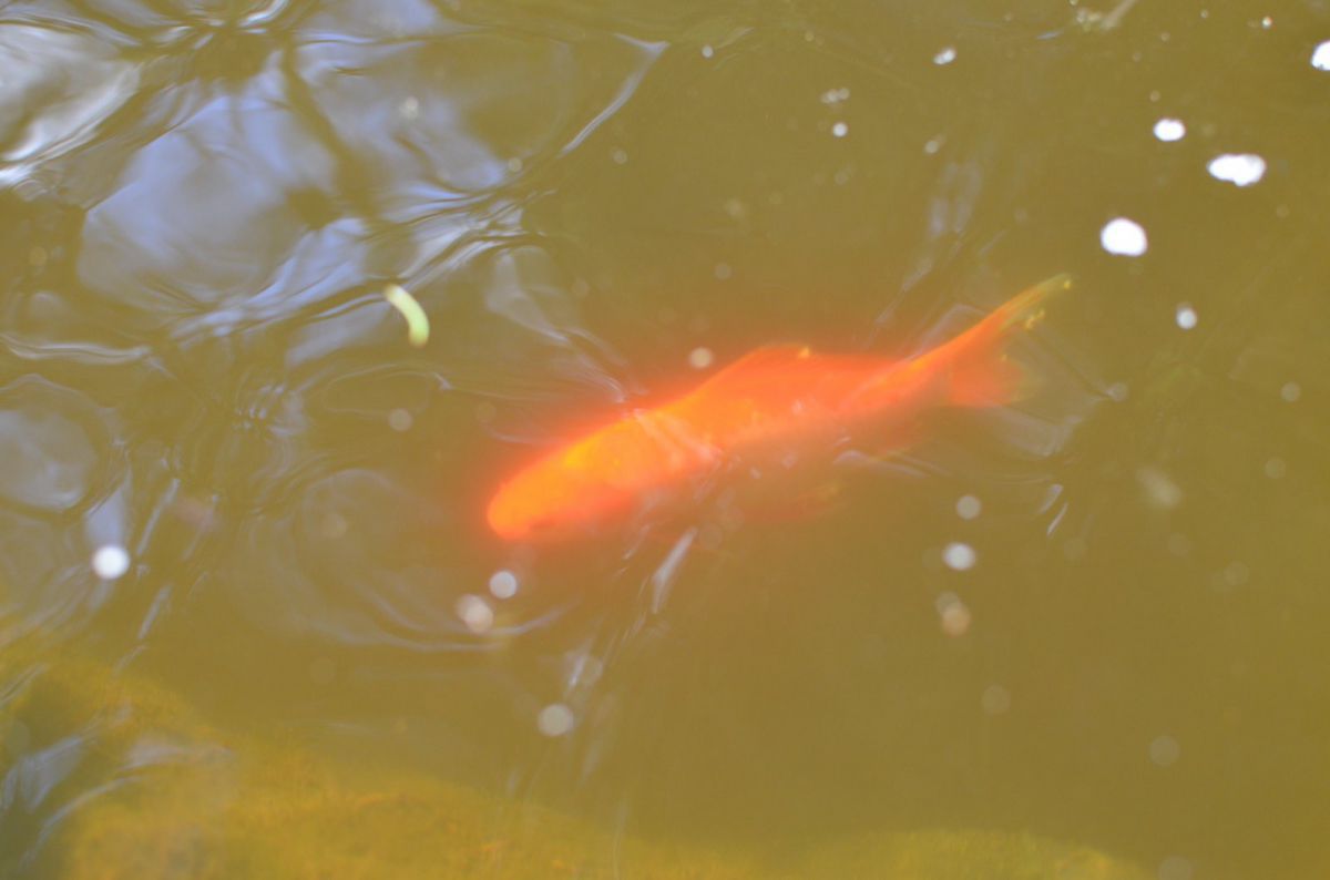 whitespots