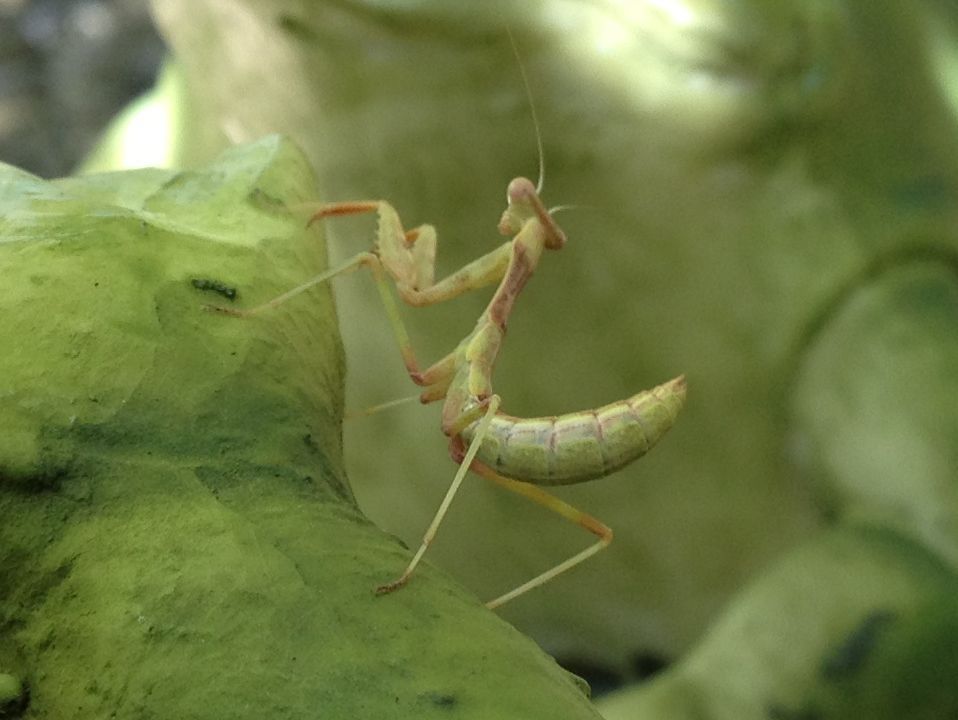 Young Praying Mantis