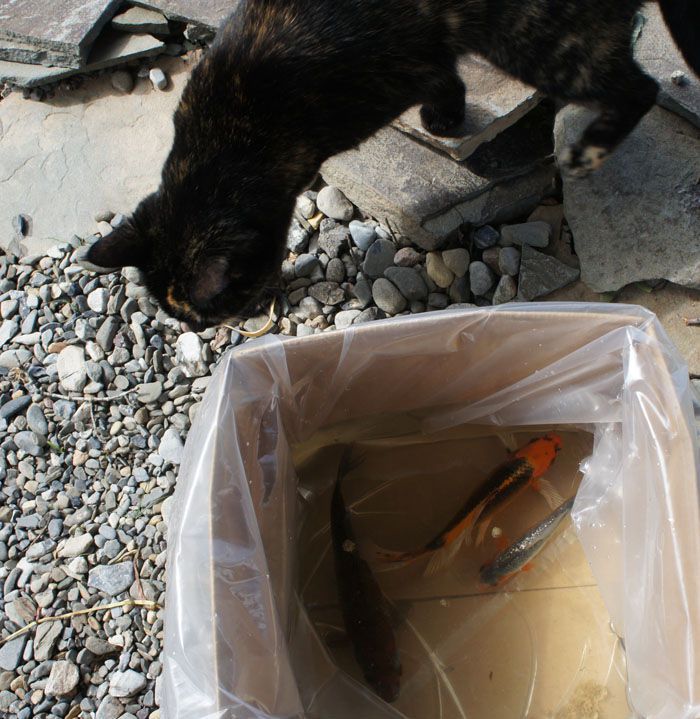 Zoey is checking out the new fish