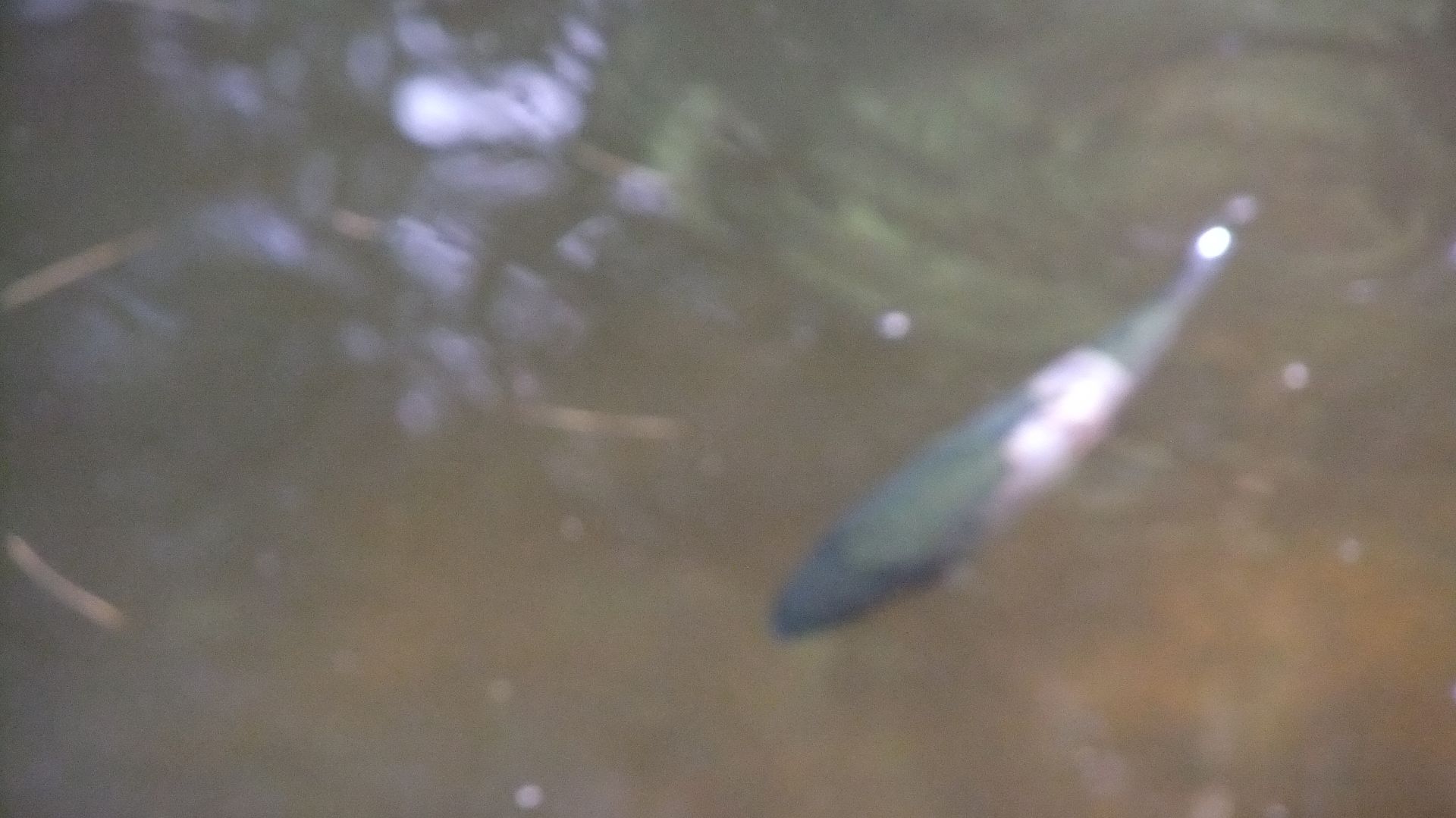 DSCF8679.jpg