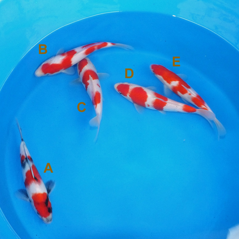 DSCF7591.800.jpg