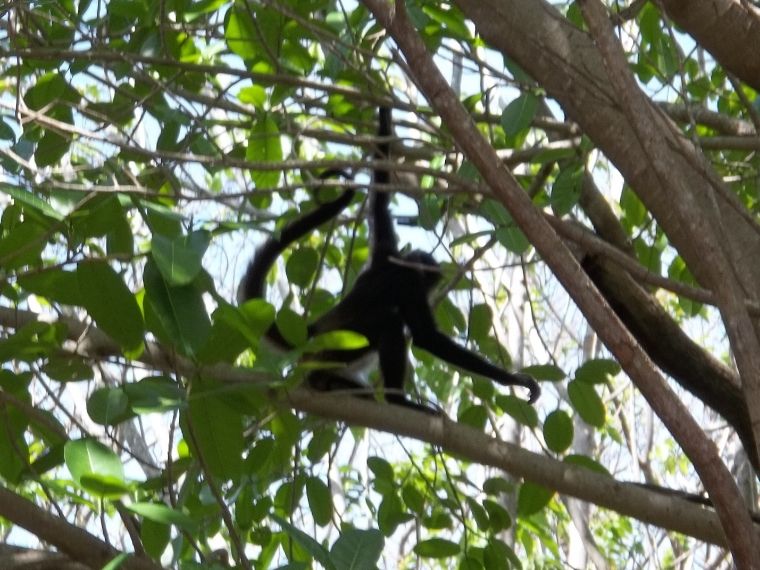 monkey003_zpscd491ae8.jpg