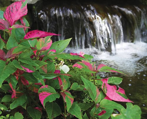 www.pondtrademag.com
