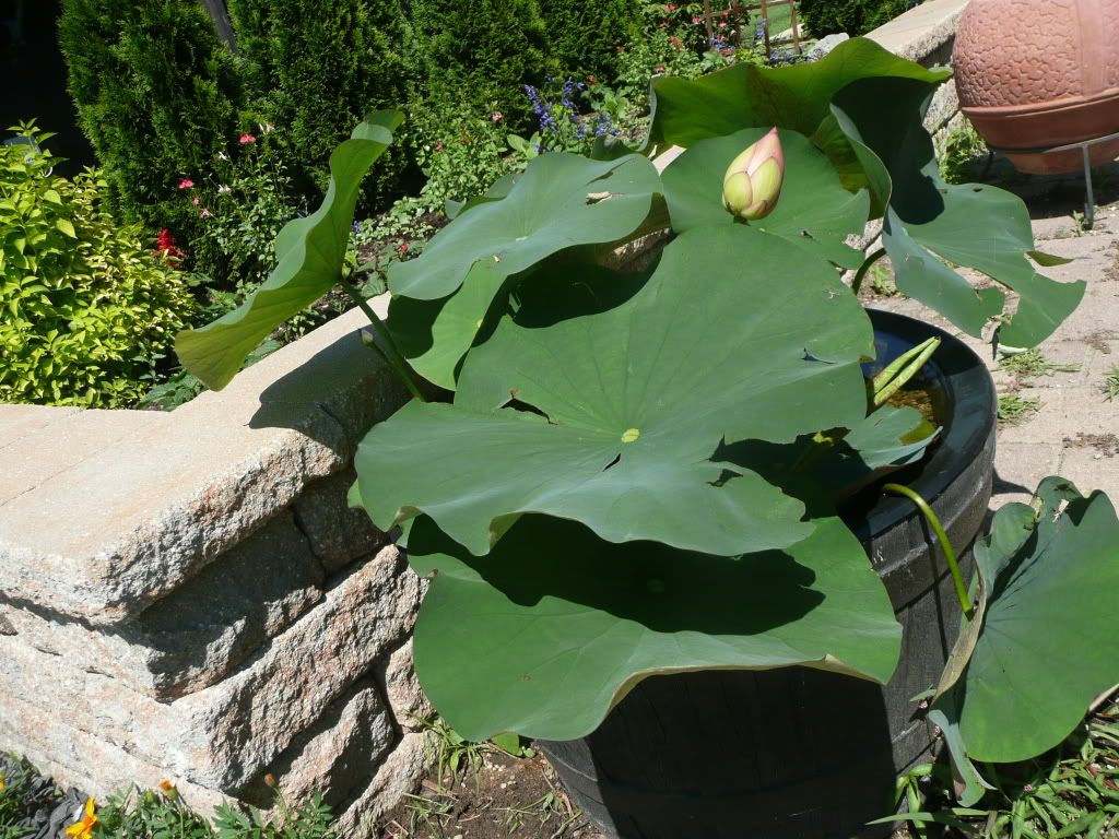 lotusMichiganliliesdogs044.jpg