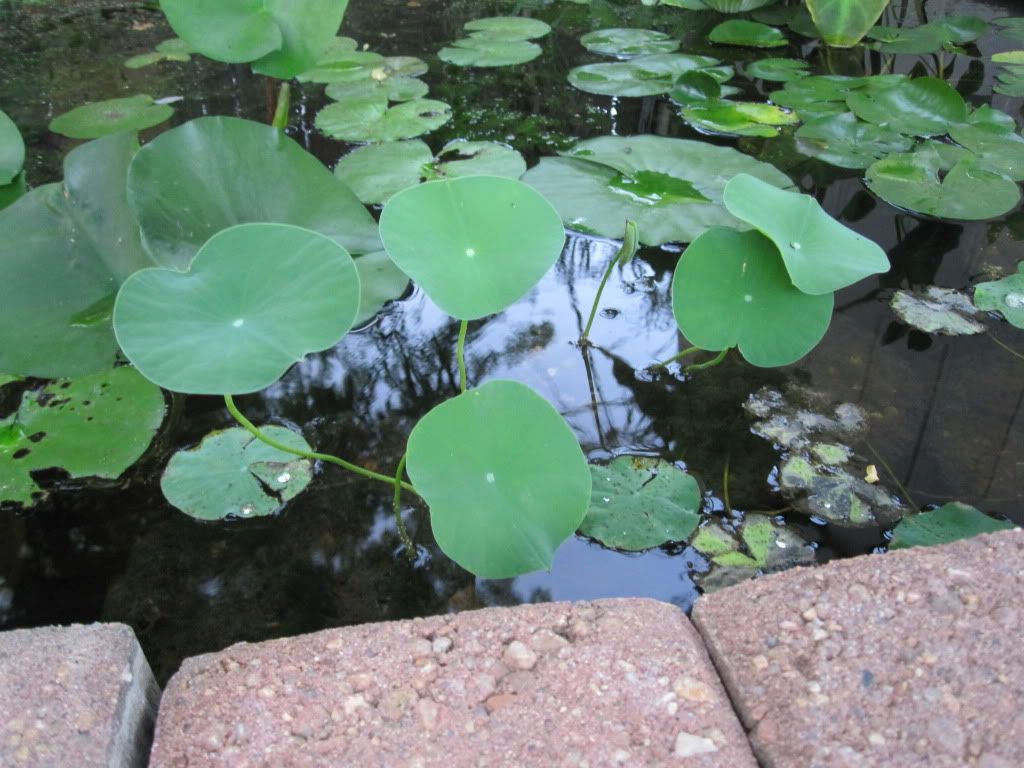 Picture115.jpg