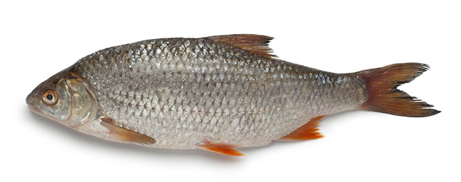 roach-fish.jpg