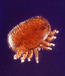 Varroa_Mite.jpg