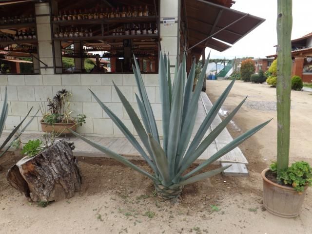 DSCF3516_zps6cf36034.jpg