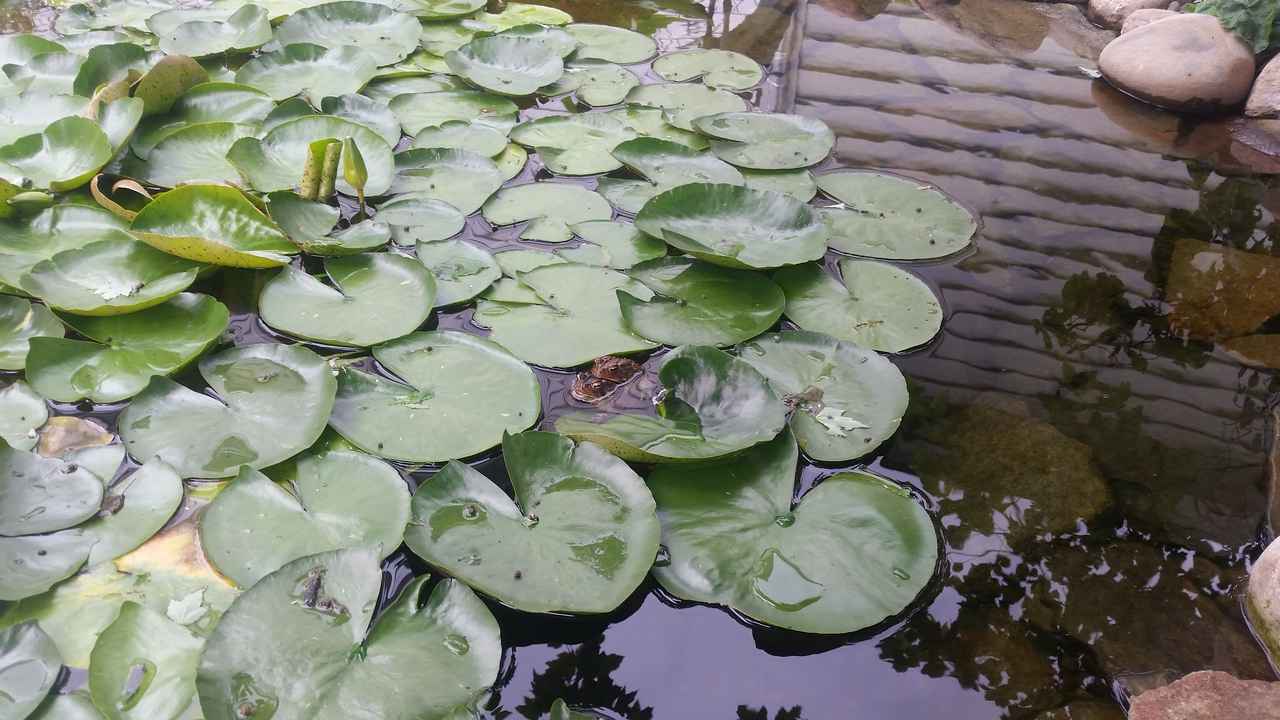 20150618_135304-X2.jpg